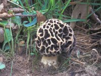 Morchella esculenta 2, Gewone morielje, Saxifraga-Jan van der Straten