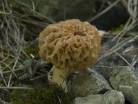 Morchella esculenta 5, Gewone morielje, Saxifraga-Willem van Kruijsbergen