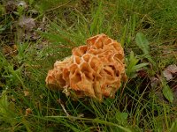 Morchella esculenta 6, Gewone morielje, Saxifraga-Peter Meininger