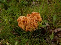 Morchella esculenta 7, Gewone morielje, Saxifraga-Peter Meininger