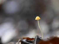 Mycena acicula 4, Oranje dwergmycena, Saxifraga-Luuk Vermeer