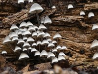 Mycena arcangeliana 10, Bundelmycena, Saxifraga-Luuk Vermeer