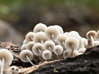 Mycena arcangeliana 12, Bundelmycena, Saxifraga-Luuk Vermeer