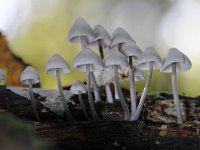 Mycena arcangeliana 13, Bundelmycena, Saxifraga-Luuk Vermeer