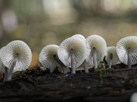 Mycena arcangeliana 14, Bundelmycena, Saxifraga-Luuk Vermeer