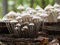 Mycena arcangeliana 7, Bundelmycena, Saxifraga-Luuk Vermeer