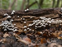 Mycena arcangeliana 9, Bundelmycena, Saxifraga-Luuk Vermeer