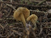 Mycena aurantiomarginata 4, Goudrandmycena, Saxifraga-Willem van Kruijsbergen