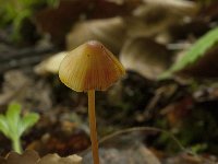 Mycena crocata 14, Prachtmycena, Saxifraga-Willem van Kruijsbergen