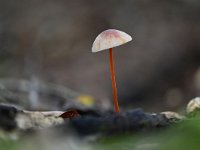 Mycena crocata 16, Prachtmycena, Saxifraga-Luuk Vermeer