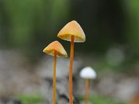 Mycena crocata 21, Prachtmycena, Saxifraga-Luuk Vermeer