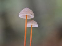 Mycena crocata 23, Prachtmycena, Saxifraga-Luuk Vermeer