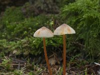 Mycena crocata 3, Prachtmycena, Saxifraga-Willem van Kruijsbergen