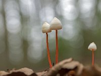 Mycena crocata 8, Prachtmycena, Saxifraga-Luuk Vermeer