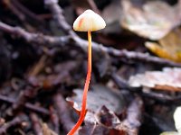 Mycena crocata 1, Prachtmycena, Saxifraga-Peter Meininger