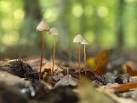 Mycena crocata 10, Prachtmycena, Saxifraga-Luuk Vermeer