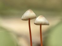 Mycena crocata 11, Prachtmycena, Saxifraga-Luuk Vermeer