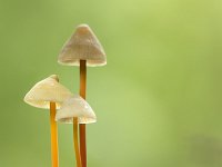 Mycena crocata 12, Prachtmycena, Saxifraga-Luuk Vermeer