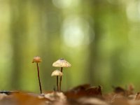 Mycena crocata 13, Prachtmycena, Saxifraga-Luuk Vermeer