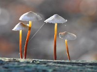 Mycena crocata 15, Prachtmycena, Saxifraga-Luuk Vermeer