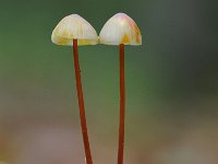 Mycena crocata 18, Prachtmycena, Saxifraga-Luuk Vermeer