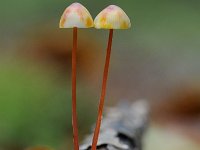 Mycena crocata 19, Prachtmycena, Saxifraga-Luuk Vermeer