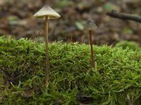 Mycena crocata 2, Prachtmycena, Saxifraga-Willem van Kruijsbergen