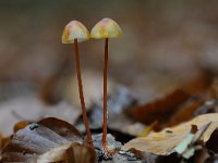 Mycena crocata 20, Prachtmycena, Saxifraga-Luuk Vermeer