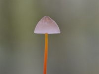 Mycena crocata 22, Prachtmycena, Saxifraga-Luuk Vermeer