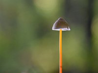 Mycena crocata 24, Prachtmycena, Saxifraga-Luuk Vermeer