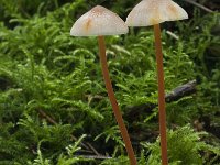 Mycena crocata 4, Prachtmycena, Saxifraga-Willem van Kruijsbergen