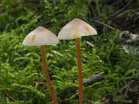 Mycena crocata 5, Prachtmycena, Saxifraga-Willem van Kruijsbergen