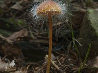 Mycena crocata 6, Prachtmycena, Saxifraga-Willem van Kruijsbergen