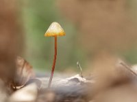 Mycena crocata 7, Prachtmycena, Saxifraga-Luuk Vermeer