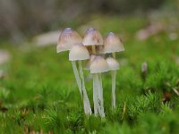 Mycena epipterygia 12, Graskleefsteelmycena, Saxifraga-Luuk Vermeer