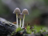 Mycena epipterygia 14, Graskleefsteelmycena, Saxifraga-Luuk Vermeer