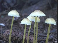 Mycena epipterygia 2, Graskleefsteelmycena, Saxifraga-Jan van der Straten