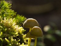 Graskleefsteelmycena  Graskleefsteelmycena - Mycena epipterygia