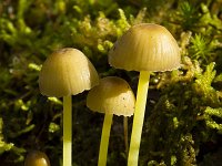 Graskleefsteelmycena  Graskleefsteelmycena - Mycena epipterygia