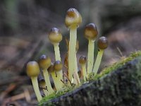 Mycena epipterygia 6, Graskleefsteelmycena, Saxifraga-Luuk Vermeer