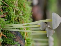 Mycena epipterygia 7, Graskleefsteelmycena, Saxifraga-Luuk Vermeer