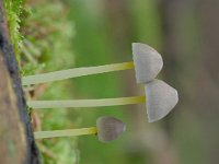 Mycena epipterygia 8, Graskleefsteelmycena, Saxifraga-Luuk Vermeer