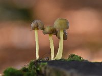 Mycena epipterygia 9, Graskleefsteelmycena, Saxifraga-Luuk Vermeer