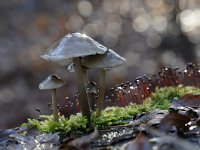 Mycena galericulata 10, Helmmycena, Saxifraga-Luuk Vermeer