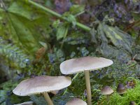 Mycena galericulata 13, Helmmycena, Saxifraga-Jan Nijendijk