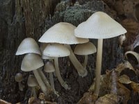 Mycena galericulata 16, Helmmycena, Saxifraga-Willem van Kruijsbergen