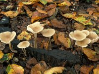 Mycena galericulata 3, Helmmycena, Saxifraga-Jan de Laat