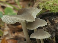 Mycena galericulata 8, Helmmycena, Saxifraga-Willem van Kruijsbergen