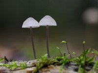 Mycena galopus 7, Melksteelmycena, Saxifraga-Luuk Vermeer