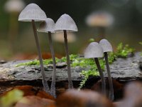 Mycena galopus 8, Melksteelmycena, Saxifraga-Luuk Vermeer